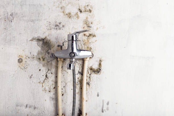 Best Mold Removal Near Me  in New Port Richey East, FL