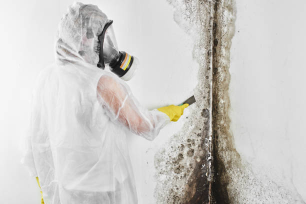 Best Same-Day Mold Removal  in New Port Richey East, FL