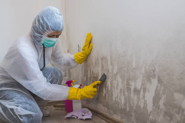 Best Certified Mold Removal  in New Port Richey East, FL