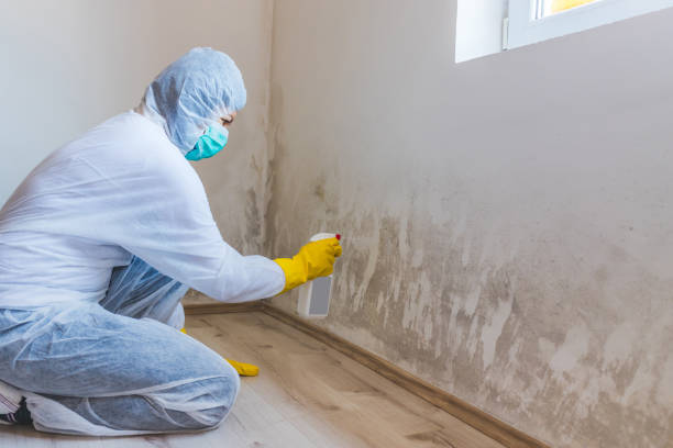 Best Toxic Mold Removal  in New Port Richey East, FL