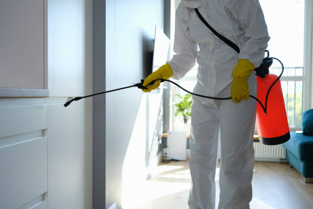 Attic Mold Removal in New Port Richey East, FL