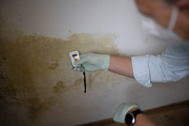 Best Mold Remediation  in New Port Richey East, FL