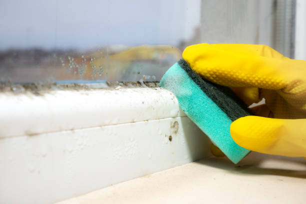 Best Mold Removal Company Near Me  in New Port Richey East, FL