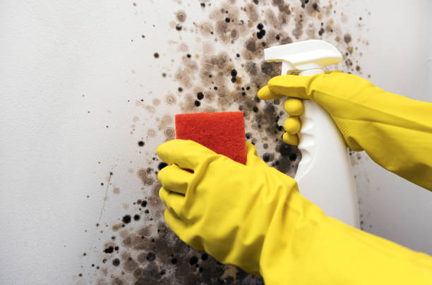 Best Affordable Mold Removal  in New Port Richey East, FL