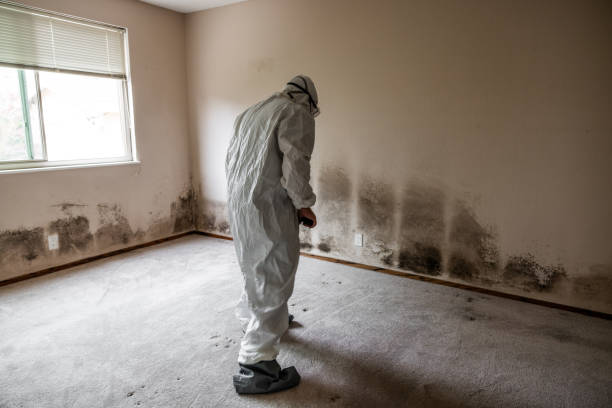 Best Mold Damage Repair  in New Port Richey East, FL
