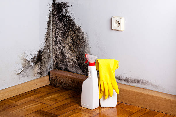 Best Commercial Mold Removal  in New Port Richey East, FL