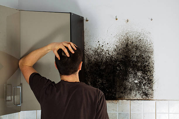 Best Black Mold Removal  in New Port Richey East, FL