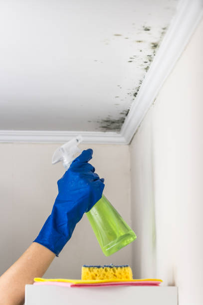 Reliable New Port Richey East, FL Mold Removal Solutions