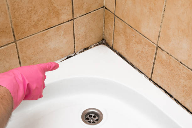 Best Emergency Mold Removal  in New Port Richey East, FL